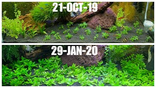 BEAUTIFUL PLANT TRANSFORMATION  STAUROGYNE REPENS DAY 1 to MONTH 3  AQUASCAPE [upl. by Wyon]