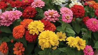 All About Zinnia Flowers [upl. by Murvyn]