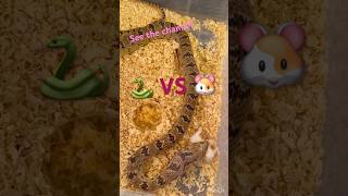 Snake hunt hamster 🐹 ثعبان الارقم [upl. by Nodearb]