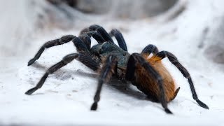 Chromatopelma cyaneopubescens  PTASZNIK IDEALNY dla początkujących Poradnik [upl. by Wyne46]