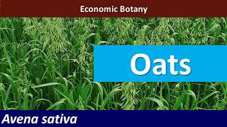 Economic Botany of Oats Avena sativa [upl. by Ilyssa]