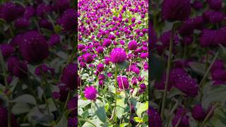 Beautiful Gomphrena globosa flower 🥰flowers gomphrena [upl. by Hackney]