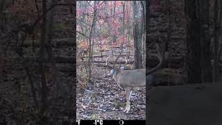 Late fall scrape subscribe like comment short shortvideo shorts shortsvideo shortsfeed [upl. by Adok]