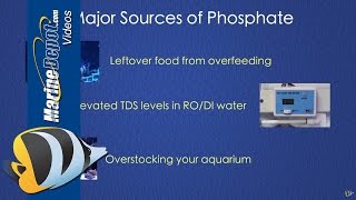 How to Control Phosphate in a Reef Tank [upl. by Atsirak]