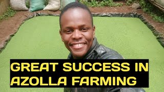 TIPS ON SUCCESSFUL AZOLLA FARMING [upl. by Nidraj934]