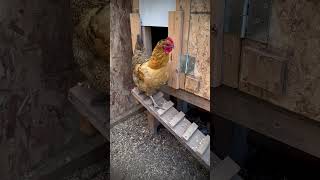 Running Bock cute petchickens poules viral farm funnyanimal gallinas hen granja [upl. by Dirgis]