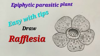 Rafflesia drawing easyRafflesia flower drawings for scienceEpiphytic parasitic plant drawing easy [upl. by Eleirbag]