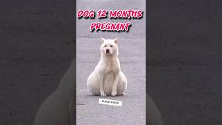 Pregnant dog videos shorts [upl. by Chaker]