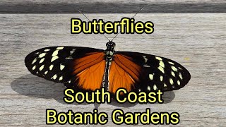 SOAR Butterflies  South Coast Botanic Gardens  1 May 24 [upl. by Allx]