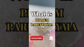 What is Phloem Parenchyma shorts facts biology [upl. by Freida]