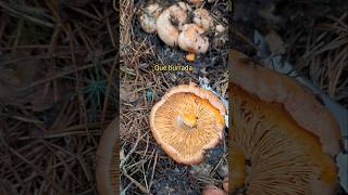 LACTARIUS 👉🍄 lactarius niscalos mushroom micologia nature seta foryou parati fungi food [upl. by Nide]