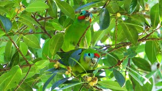 Doubleeyed Fig Parrot  courting disappointment [upl. by Elinor]