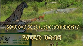 Mudumalai forest at wild dog sighting  Mudumalai tiger reserved forest mudumalai masinagudi ooty [upl. by Rivers298]