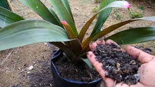 How To Plant Bromelia Flowers [upl. by Atirat804]