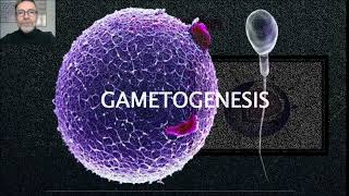 La gametogénesis Espermatogénesis y ovogénesis V 79 [upl. by Llerrehc]