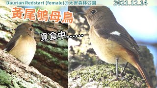 20211214 黃尾鴝母鳥覓食中【大安森林公園Daurian Redstart female】 [upl. by Eelrihs]