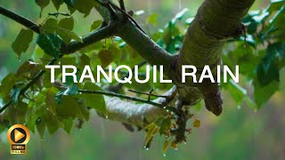 RAIN MEDITATION  10 Hours  Sleep Aid  Anxiety Relief  Calming Background Ambience [upl. by Ainaj]