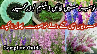 How to grow Dolphinium  Larkspur plant from seeds at homeTHEFLOWERBOX740 [upl. by Rigdon]