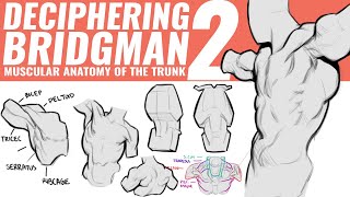 DECIPHERING BRIDGMAN 2 ANATOMY OF THE TRUNK [upl. by Vookles]