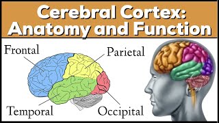 Lobes of the Brain Cerebrum Anatomy and Function Cerebral Cortex [upl. by Idnat]