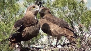 Culebrera europea Circaetus gallicus Shorttoed Snakeeagle [upl. by Figge]