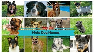 Top 20 Popular Male Dog Names [upl. by Lyrahs]