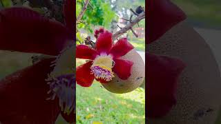 CANNON BALL shorts fruits [upl. by Rocco]