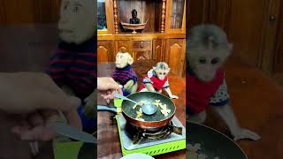 You’ll love this monkey’s reactionAnimalShorts MonkeyMadness CutestMoment viralanimalvideo [upl. by Marti773]