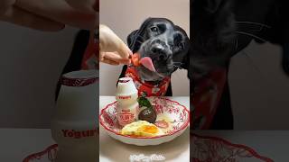 Breakfast time🍳puppy dog dogfood shorts ytshorts youtubeshorts [upl. by Jordan392]