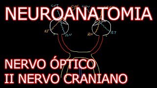 Aula Neuroanatomia  Nervo Óptico II Nervo Craniano e o Sistema Visual  Neuroanatomia 62 [upl. by Jaddo]