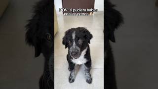 Mi perro puede hablar 🗣️🐶 [upl. by Phiona476]