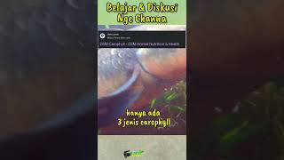 SALAH PILIH CAROPHYLL UNTUK IKAN CHANNA MARU [upl. by Karalynn]