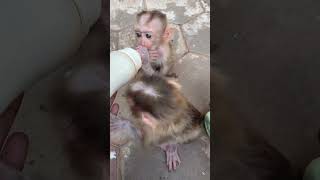 monkeyworld animalmonkey [upl. by Sarson366]