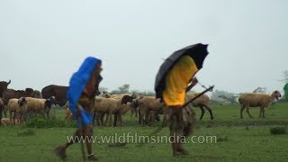 Breeding display of Lesser Florican A monsoon visitor in Rajasthan India [upl. by Cilka483]