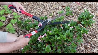 How and When to Prune Encore Azaleas  With Tips for Sun and Shade [upl. by Arotal468]