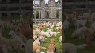 Golden retrievers gather in Scotland [upl. by Andrey]