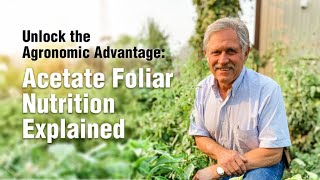 Unlock the Agronomic Advantage Acetate Foliar Nutrition Explained [upl. by Rafa]