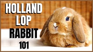 Holland Lop Rabbit 101 [upl. by Nassi292]