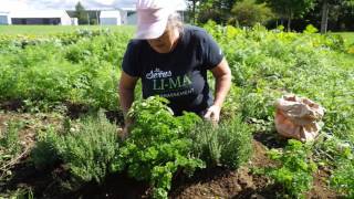 Comment récolter et sécher les fines herbes  capsule hebdomadaire 26 2016  Marthe Laverdière [upl. by Gillman807]