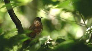 アカハラ（Brownheaded Thrush） [upl. by Gillian]