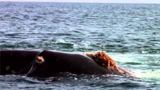 Save the North Atlantic Right Whale Full  Whale and Dolphin Conservation [upl. by Ware165]