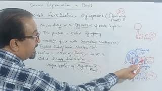 Double Fertilisation in Flowering Plants cbse cbsebiology reproductioninplantscbse motivation [upl. by Ynos]