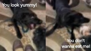 Yorkie Fun Part 64  Playful Puppy Pounding Featuring Rosie [upl. by Quincey]