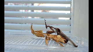 Phyllocrania paradoxa  párenie quotduchovquot ghost mantis mating [upl. by Levy323]