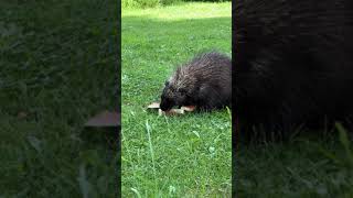 This porcupine loves watermelon 🍉 Gotta get every last bite 😊 porcupine porcupineeating [upl. by Karim53]