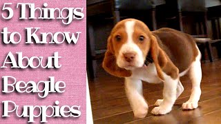 Things to know about Beagle Puppies [upl. by Gnol]