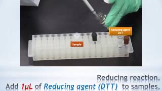 Stain free easy labeling protein sample preparation for SDSPAGE EzLabel FluoroNeo [upl. by Petrina484]