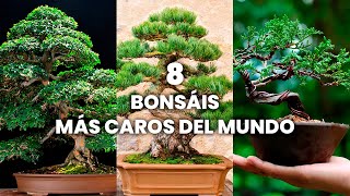 Los Bonsáis más Caros del Mundo  Los Mejores Bonsáis del Mundo [upl. by Kaia]