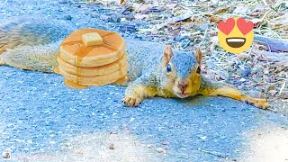 Rest or Snack Adorable Pancaking Squirrel🫠🐿️🥜お昼寝おやつどっちにする？パンケーキポーズ中の可愛いりす❤️ [upl. by Emmeline]