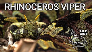 Deadly venomous Rhinoceros viper Bitis nasicornis from Africa gabino  hybrid with Gaboon viper [upl. by Atil890]